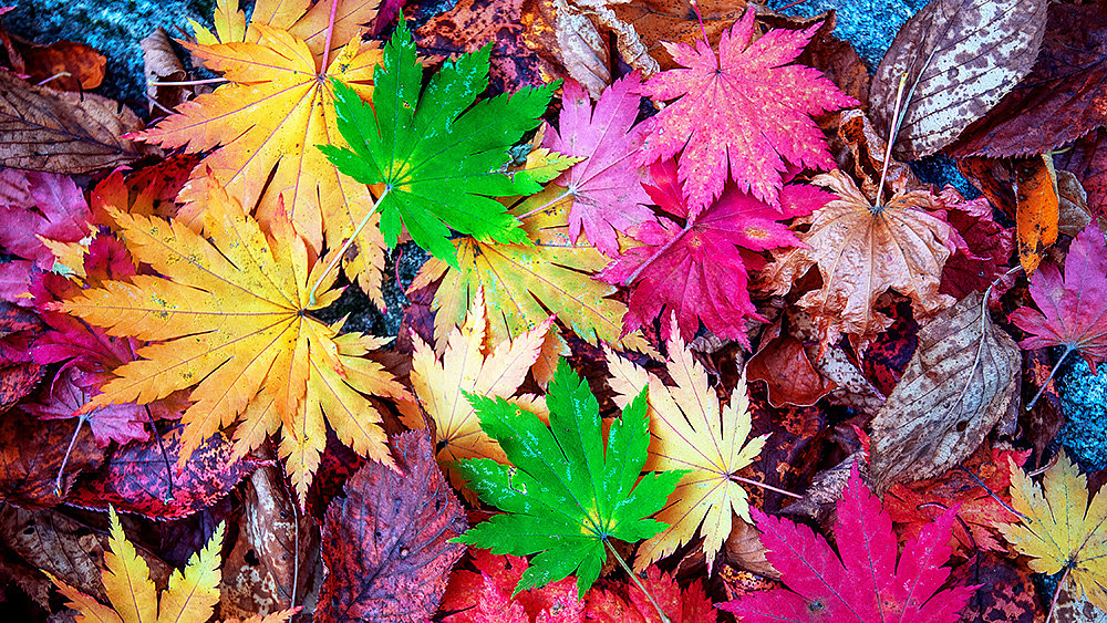 Maple in autumn.